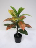 2′ Potted Croton Plant