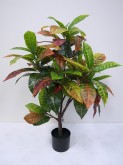 3.5′ Potted Croton Plant