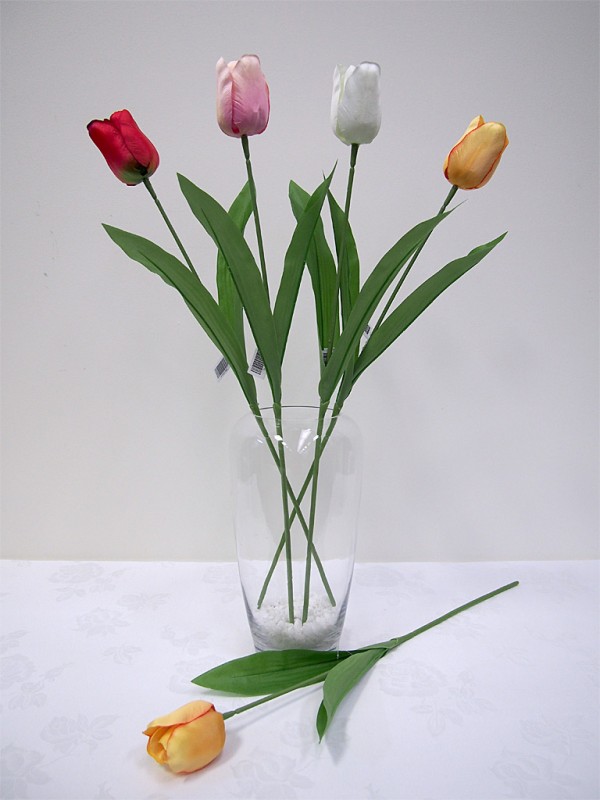 Single Tulip